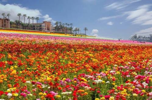 A vibrant field of colorful flowers in various shades, with palm trees and a building in the background under a blue sky.
