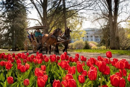 A horse-drawn carriage passes by vibrant red tulips in a garden, with a large building in the background.
