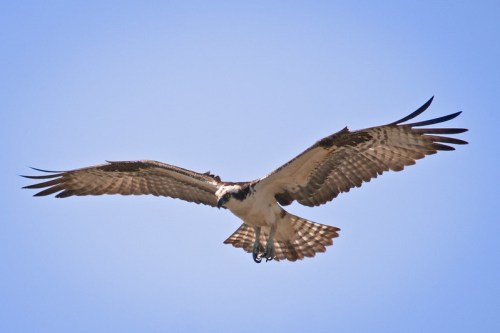 An osprey soaring gracefully in a clear blue sky, wings spread wide.