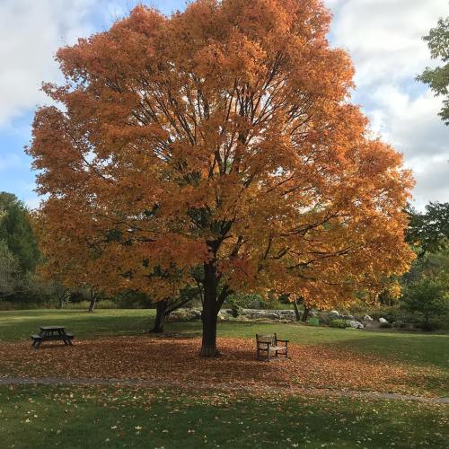A large orange-leaved tree stands in a park, surrounded by fallen leaves and a bench nearby.
