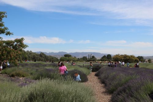 Visitors stroll through a lavender field with mountains in the background under a blue sky.