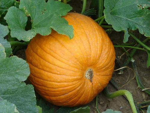 A large, ripe orange pumpkin nestled among green leaves in a garden.