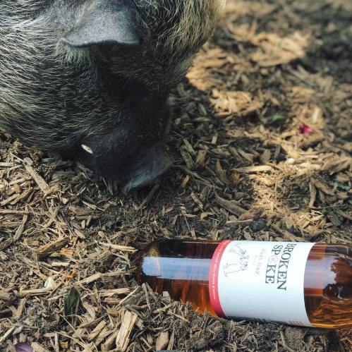 A pig sniffs the ground near a bottle of Broken Spoke wine lying on the mulch.
