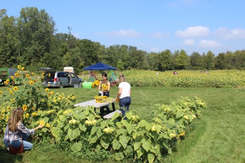 A sunny field with sunflowers; two people gather flowers near a picnic table, while others explore the area.