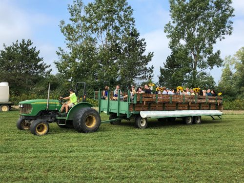 A tractor pulls a trailer filled with people holding sunflowers, set in a grassy field with trees in the background.