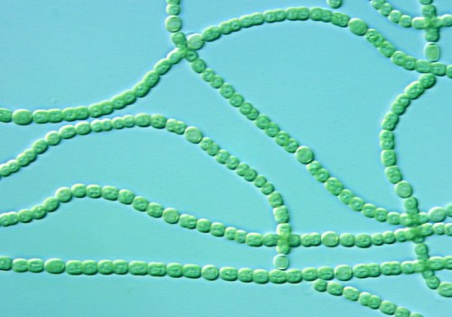 Microscopic view of green, elongated cells arranged in wavy lines against a light blue background.