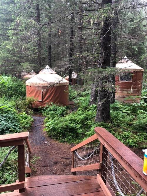 Wooden pathway leading to yurts nestled among lush greenery and tall trees in a forest setting.