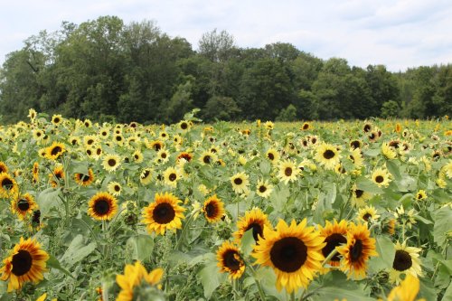 A vibrant field of sunflowers in full bloom, surrounded by lush green trees under a partly cloudy sky.