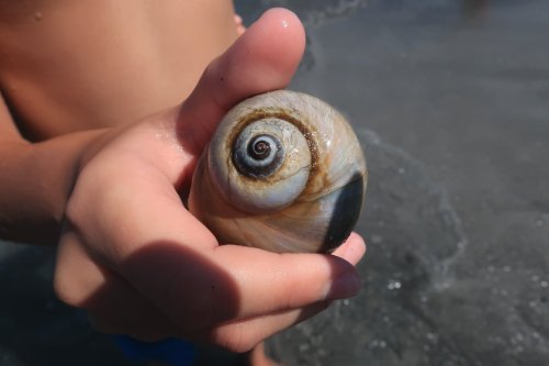 A close-up of a child’s hand holding a spiral seashell by the beach, with water in the background.