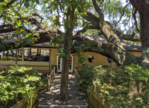 A large tree with sprawling branches overhangs a yellow building, surrounded by lush greenery and a wooden walkway.
