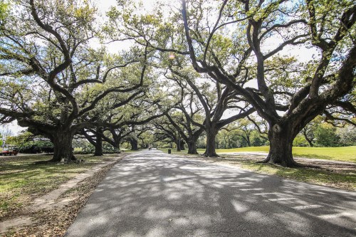 A tree-lined road with large, sprawling oak trees creating a canopy overhead, casting dappled shadows on the pavement.