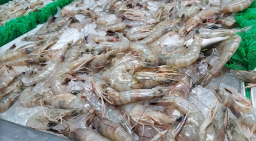 A close-up of fresh shrimp on ice, arranged on a display with green garnishing.