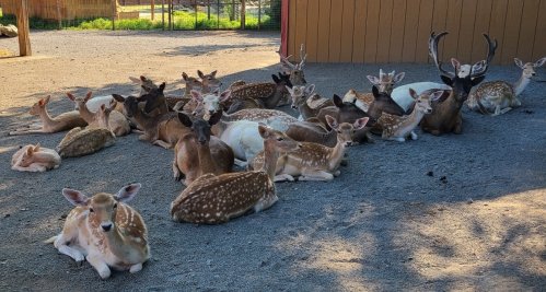 A group of deer resting on the ground in a shaded area, with various colors and sizes among them.