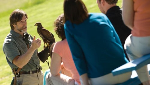 A man demonstrates falconry to an audience, holding a hawk on his arm in a sunny outdoor setting.