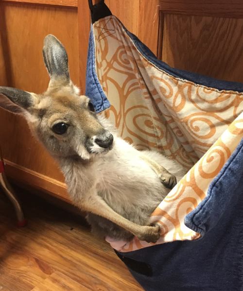 A kangaroo joey sitting comfortably in a fabric pouch, looking curiously at the camera.