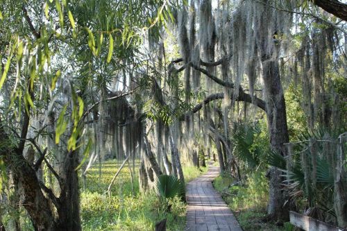 A wooden boardwalk winds through a lush, green forest with hanging moss and tall trees.