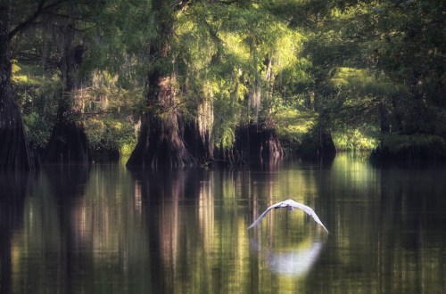 A serene lake scene with cypress trees and a bird flying over the calm water, reflecting the lush greenery.