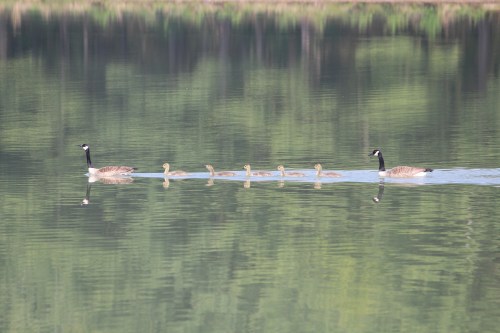 A pair of geese swims in a calm lake, leading six goslings in a straight line, surrounded by green reflections.