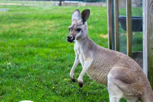 A kangaroo stands on grass, with its ears perked up and a curious expression, in a natural outdoor setting.