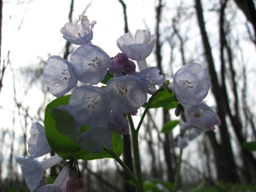 Delicate purple flowers bloom against a backdrop of dark, shadowy trees in a forest setting.