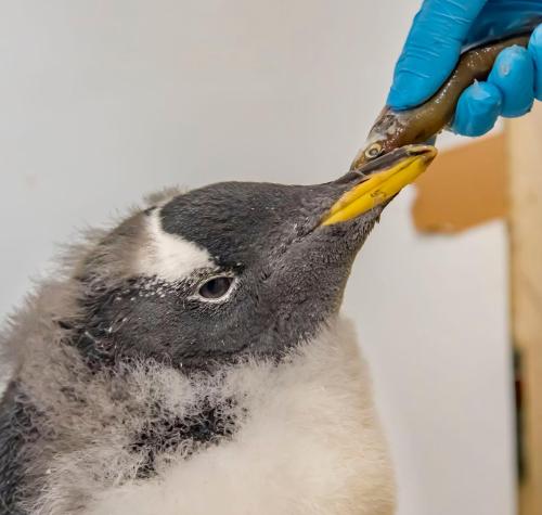A close-up of a penguin chick being fed a small fish by a person wearing a blue glove.