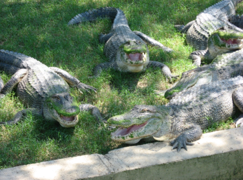 A group of alligators lounging on grass, some with their mouths open, showcasing their teeth.
