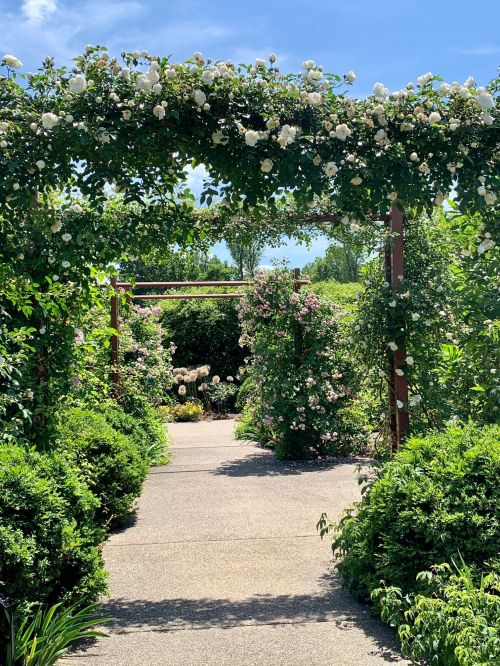 A serene garden pathway framed by lush greenery and blooming flowers under a clear blue sky.