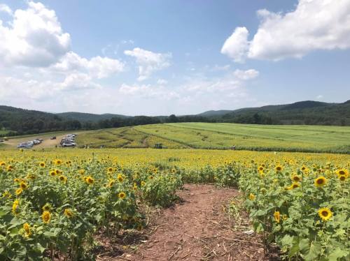 A vibrant field of sunflowers stretches towards rolling hills under a blue sky with fluffy clouds.