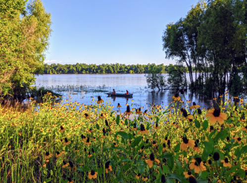 A serene lake scene with a canoeist paddling through calm waters, surrounded by vibrant yellow flowers and lush greenery.