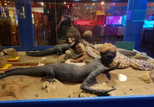 A display case featuring unusual hybrid creatures resembling a lizard and a humanoid figure in a sandy environment.