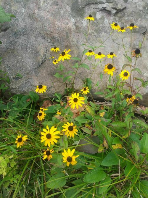 A cluster of bright yellow flowers with dark centers growing near a rocky surface. Green leaves surround the flowers.
