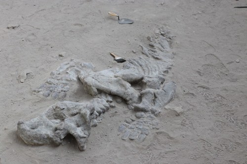 Fossilized dinosaur footprints and bones embedded in sandy ground, with small excavation tools nearby.