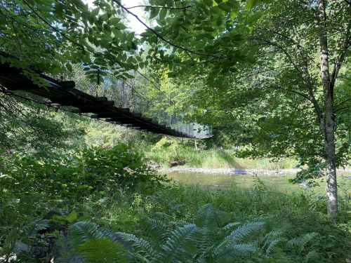 A suspension bridge stretches over a river, surrounded by lush greenery and ferns in a serene natural setting.
