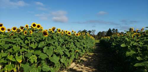 A sunny field lined with tall sunflowers on either side of a dirt path under a blue sky.