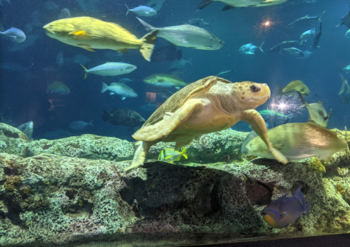 A sea turtle swims among various fish in an aquarium, with rocky terrain visible in the foreground.