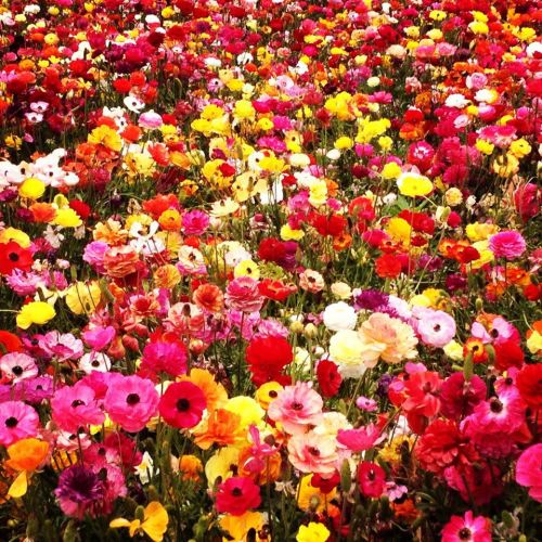 A vibrant field filled with a variety of colorful flowers in shades of pink, red, yellow, and orange.