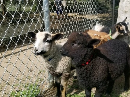 Two young lambs, one black and one gray, stand together by a fence, with goats visible in the background.