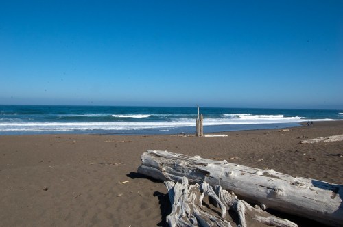 A serene beach scene with gentle waves, driftwood on the sand, and a clear blue sky.
