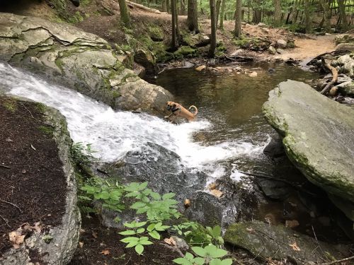 A dog plays in a small waterfall, surrounded by lush greenery and rocky terrain in a serene forest setting.