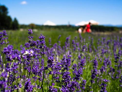 A field of vibrant purple lavender flowers with a blurred background of people and mountains under a clear blue sky.