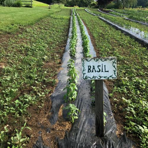 Rows of basil plants growing in a field, with a decorative sign marking the basil section.