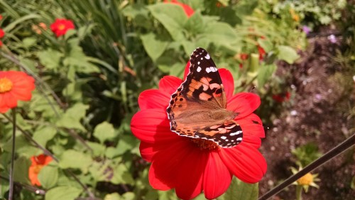 A colorful butterfly perched on a vibrant red flower, surrounded by lush green foliage.
