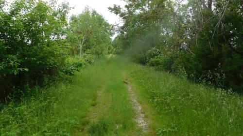 A grassy path surrounded by trees and shrubs, leading into a lush green area.