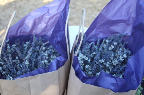 Two brown paper bags filled with dried lavender, lined with purple tissue paper.