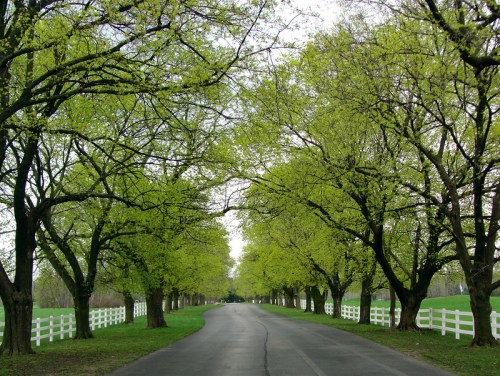 A serene road lined with lush green trees and a white fence on either side, creating a peaceful, natural setting.