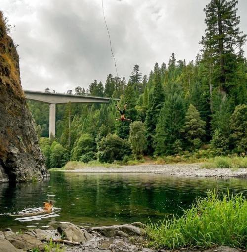 A person swings from a rope into a river surrounded by lush green trees and a bridge in the background.