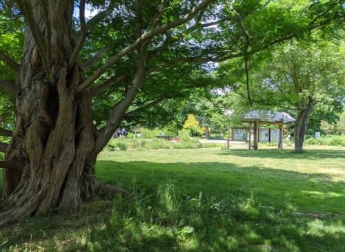 A lush green park scene featuring a large tree and a gazebo in the background, surrounded by grass and foliage.