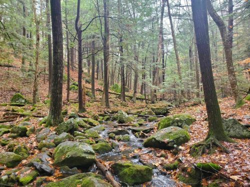 A serene forest scene with a small stream flowing over rocks, surrounded by trees and fallen leaves.