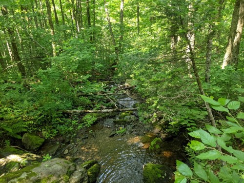 A serene forest scene with a small stream flowing through lush greenery and scattered rocks.