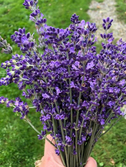 A hand holding a vibrant bouquet of purple lavender flowers against a green background.
